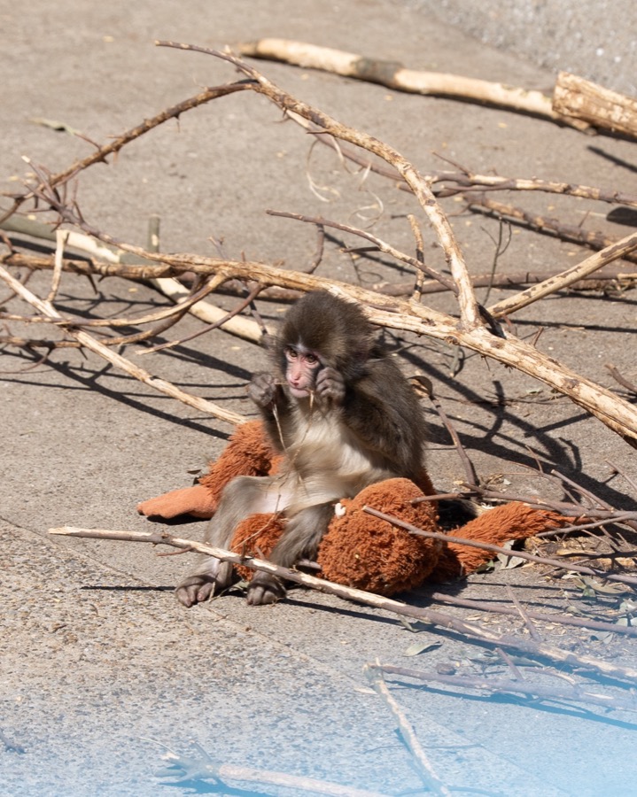 Punch among branches with his plush
