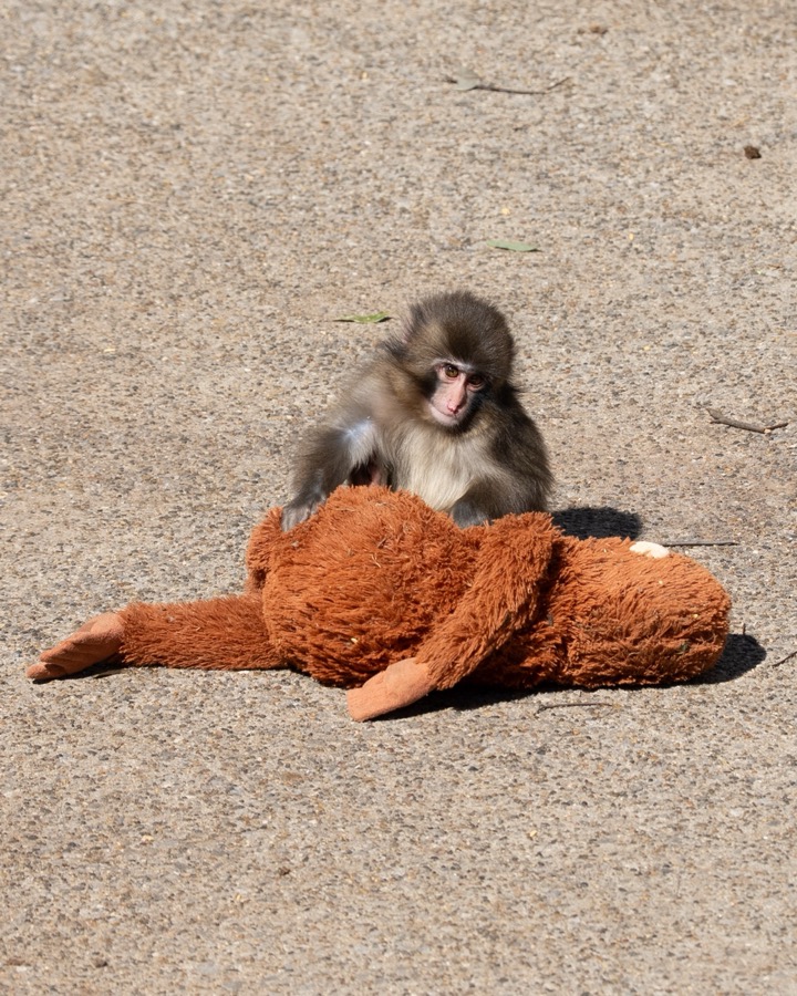 Punch climbing on his plush