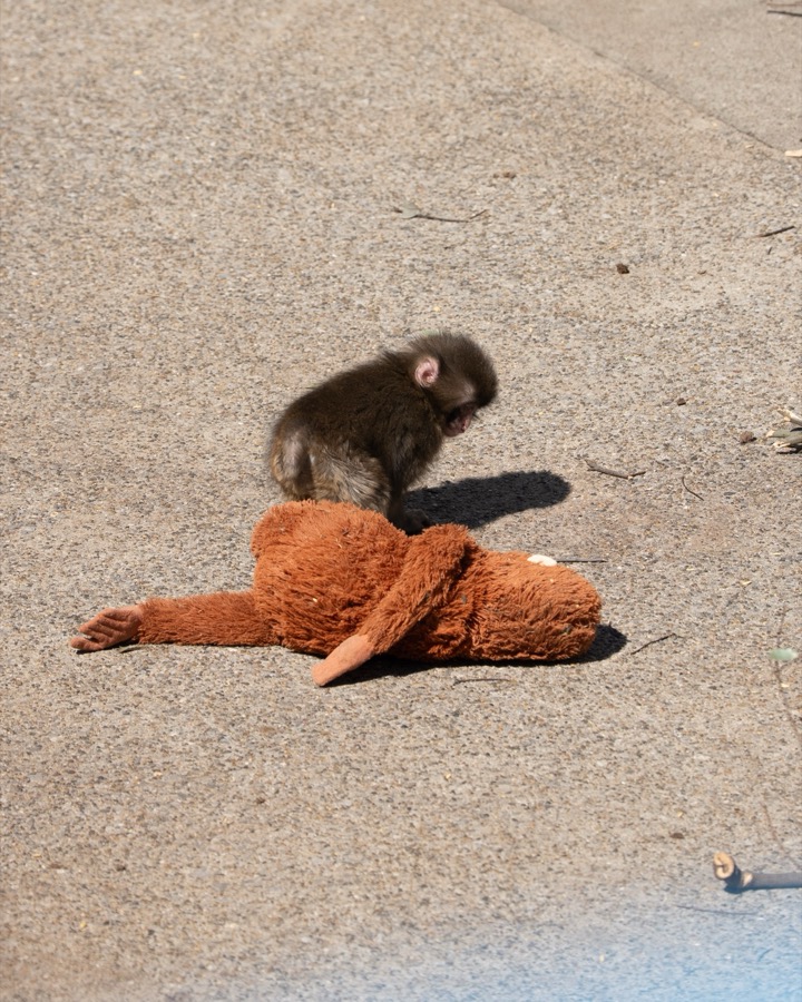 Punch walking beside his plush