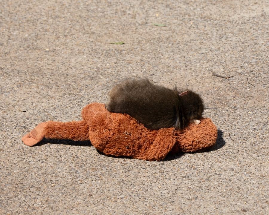 Punch sleeping on his plush